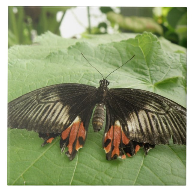 Nitrógeno negro y azulejos de mariposa dorada (Frente)