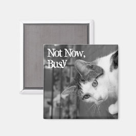 "No ahora, ocupado", imán para gatos de Crabby