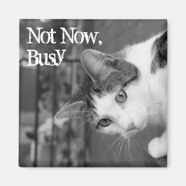 "No ahora, ocupado", imán para gatos de Crabby