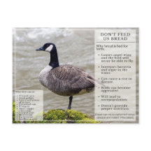 No alimentar el pan con las aves postales de mango