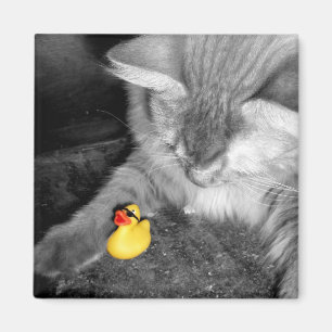 "No alimente el imán de goma del pato del gato"