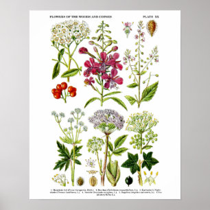 No. botánico 4 de la impresión del arte de los