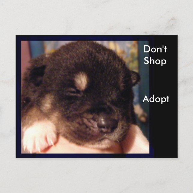 No comprar, adoptar postales (Anverso)