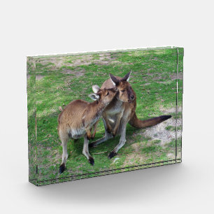 No es ahora un bloque de fotos de Skippy