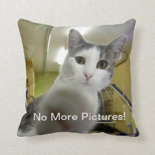 No más de almohada del gato de las imágenes