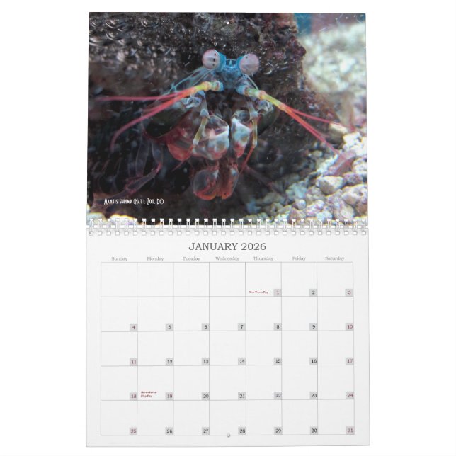 "No más de Megafauna carismático!" - calendario (Jan 2026)