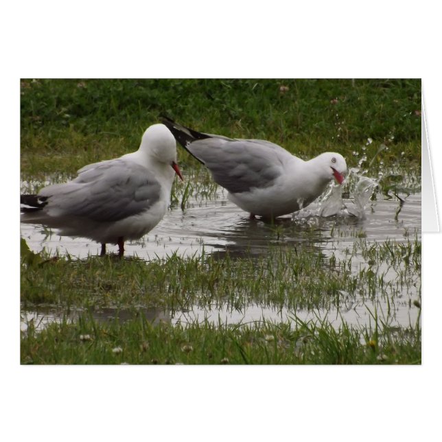 ¡No me aplaste! (Anverso (Horizontal))