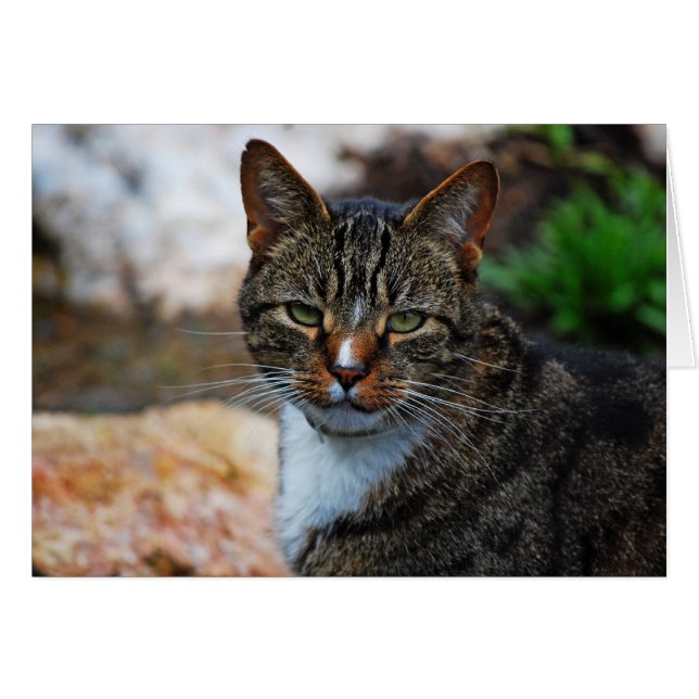 No me divierte. (Anverso (Horizontal))