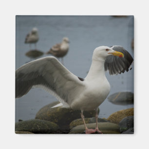 No molestar al imán