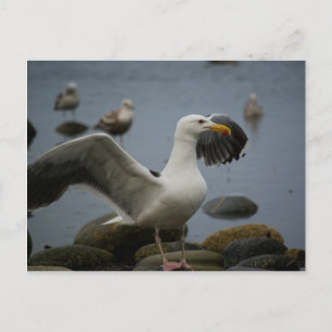 No molestar la postal