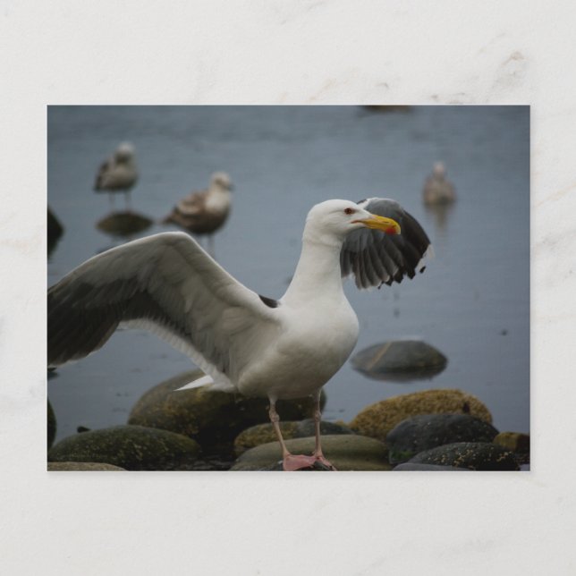 No molestar la postal (Anverso)