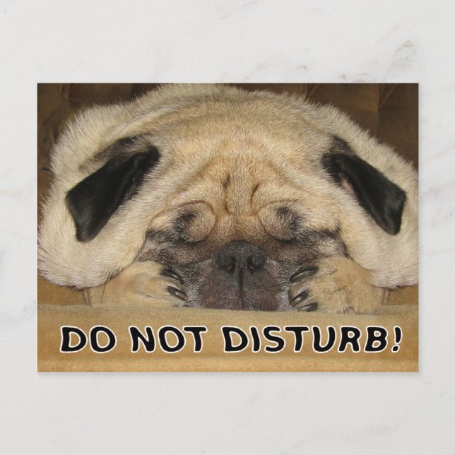 No molestar la postal de Pug (Anverso)