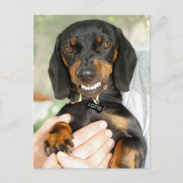 No se metan conmigo la postal de dachshund