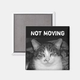 "No se mueve" imán para gatos de cangrejo