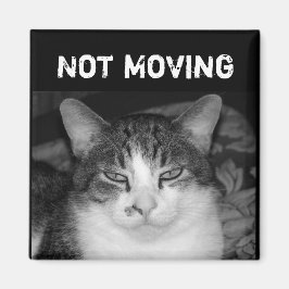 "No se mueve" imán para gatos de cangrejo