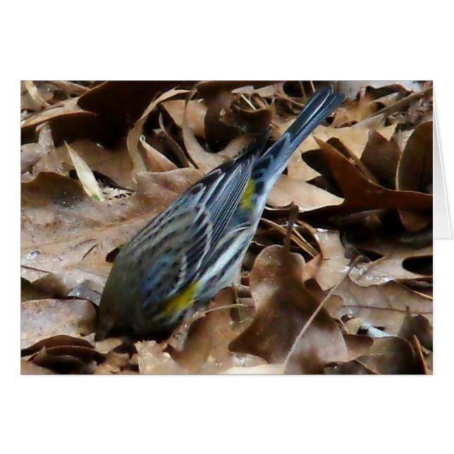 ¡No seas tímido! (Anverso (Horizontal))