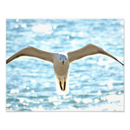 No seas una foto de gaviota