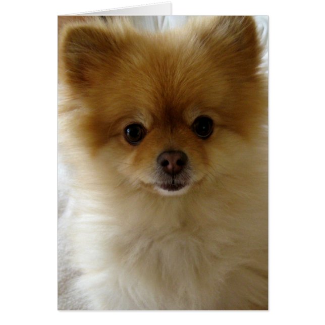 No sólo amor de cachorros (Frente)