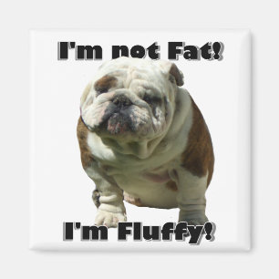 No soy imán gordo del bulldog