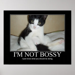 No soy una obra de arte de gato bossy