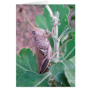 No te engañe este pastor