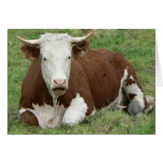No tengas una tarjeta de vaca (Anverso (Horizontal))