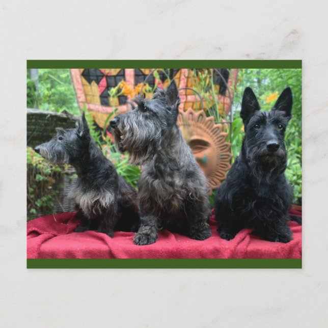 No voy a mirar la tarjeta postal (Anverso)