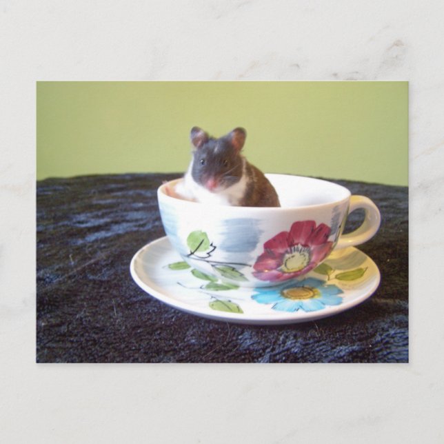 noah 2 postal (Anverso)