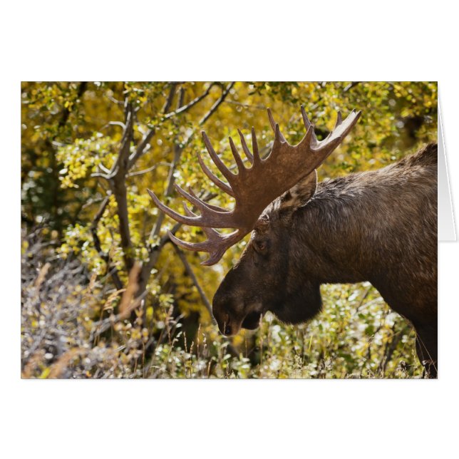 Noble Bull Moose (Anverso (Horizontal))