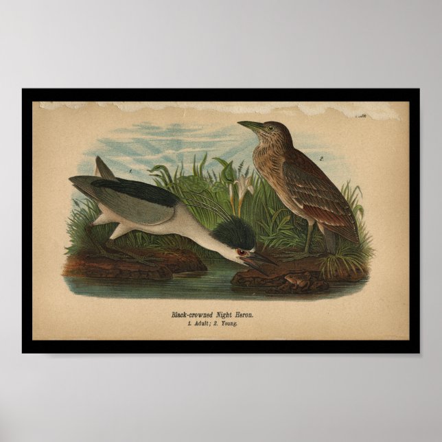 Noche de impresión para aves de 1890 (Frente)