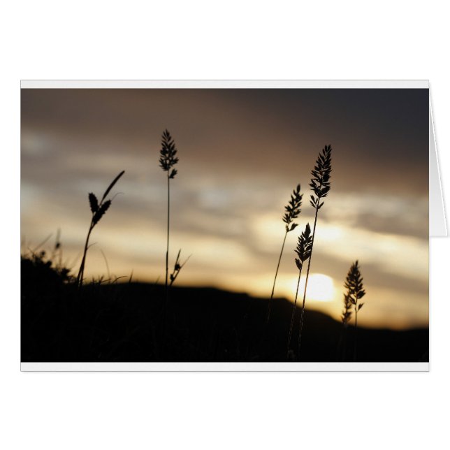 Noches de verano (Anverso (Horizontal))