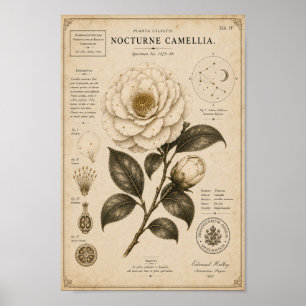 Nocturno Camellia Impresión del Museo Botánico Vic