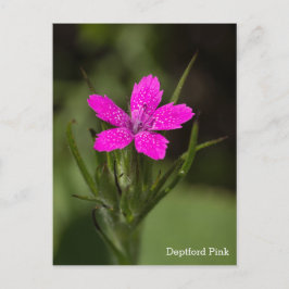 Nombre de Flor Silvestre Rosa de Deptford Tarjeta 