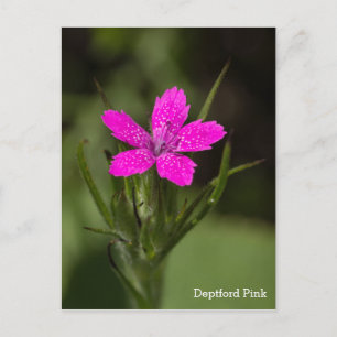 Nombre de Flor Silvestre Rosa de Deptford Tarjeta