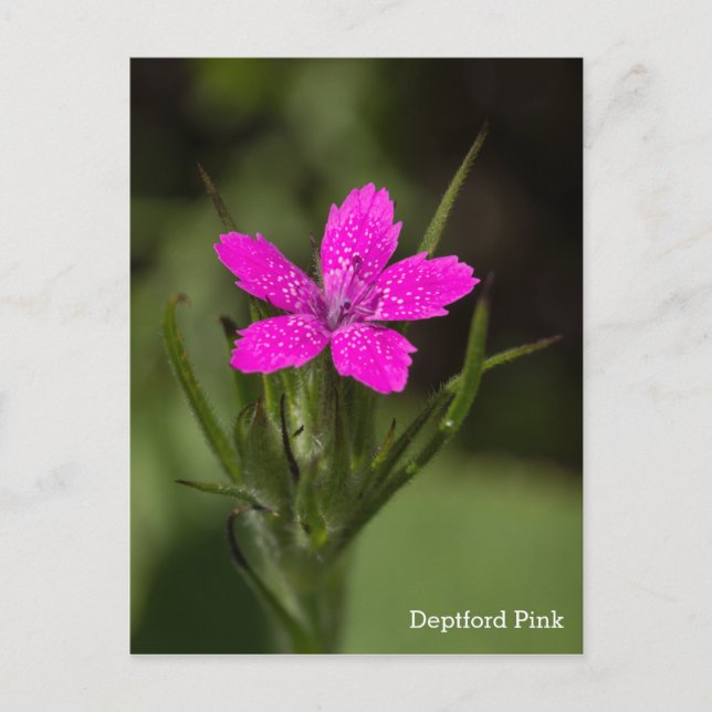 Nombre de Flor Silvestre Rosa de Deptford Tarjeta  (Anverso)