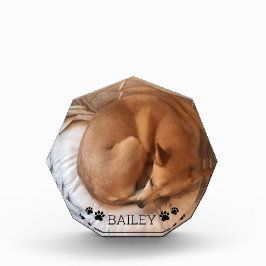 Nombre de foto del Mascota del perro de Cuta Pawpr