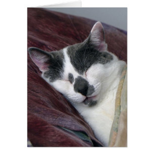 Nomenclatura de gatos