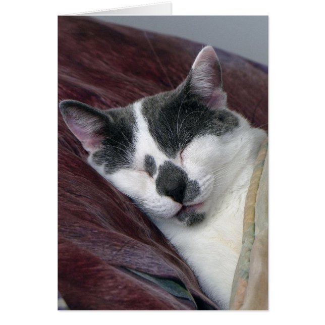 Nomenclatura de gatos (Frente)