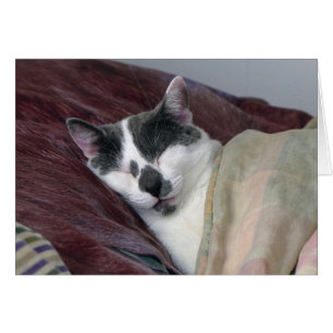 Nomenclatura de gatos