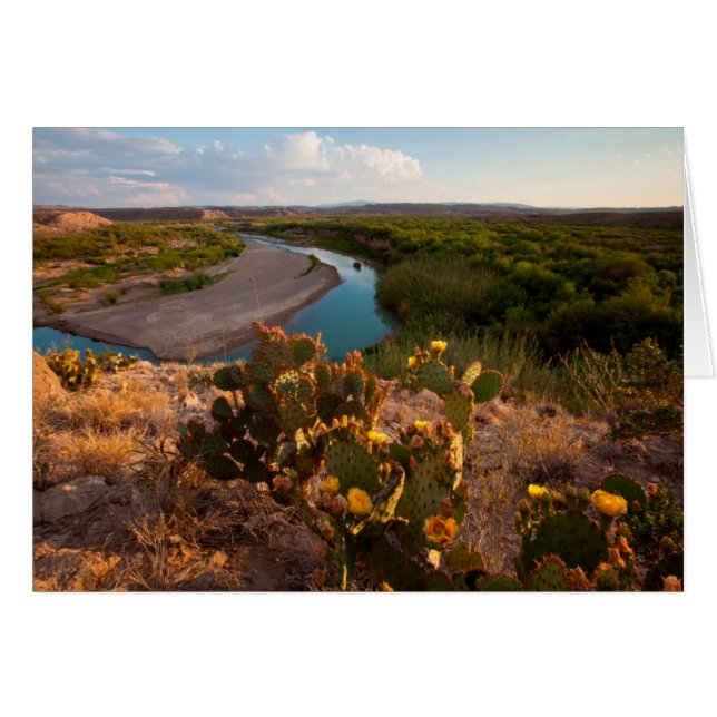 Nopal (Opuntia Sp.) (Anverso (Horizontal))