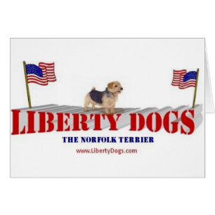 Norfolk Terrier