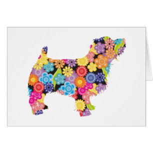 Norfolk Terrier