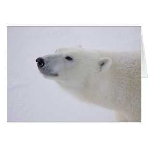 Norteamérica, Canadá, Manitoba, Churchill. 6