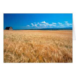 Norteamérica, EE. UU., Idaho. Campo de cebada en