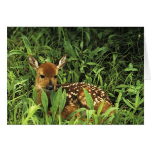 Norteamérica, EE. UU., Minnesota. Cola blanca
