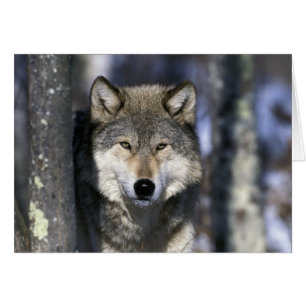Norteamérica, EE. UU., Minnesota. Lobo Canis
