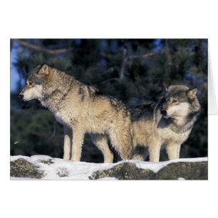 Norteamérica, EE. UU., Minnesota. Lobo Canis 2