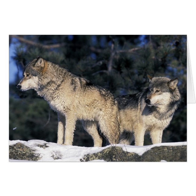 Norteamérica, EE. UU., Minnesota. Lobo Canis 2 (Anverso (Horizontal))
