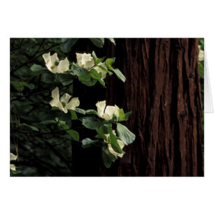 Norteamérica, Estados Unidos, California, Yosemite