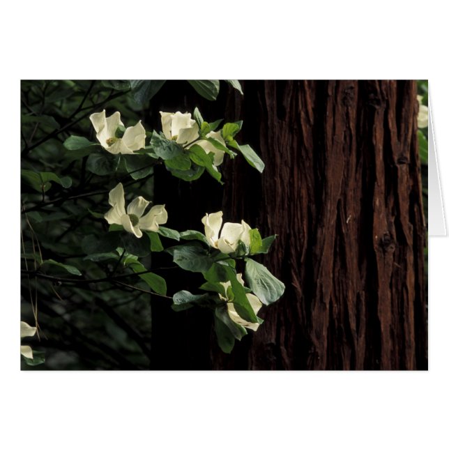 Norteamérica, Estados Unidos, California, Yosemite (Anverso (Horizontal))